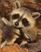 Racon