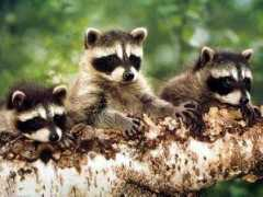 myfreewallpapers.net Racoon
