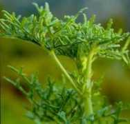 plantzafrica.com Radens