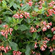 plant-encyclopedia.net Radience