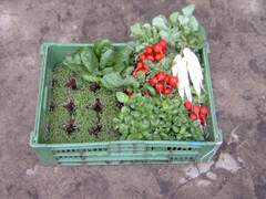 dripirrigation.de Radies