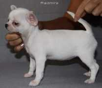 chihuahua.ru Radmira