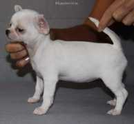 chihuahua.ru Radmira