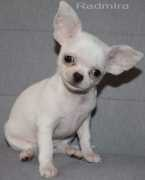chihuahua.ru Radmira