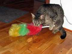 foursoftpaws.yuku.com Radne