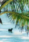 playasonrisa.com Rador