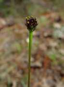 alabamaplants.com Radula