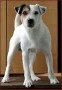 parson-jack-russell.lt Raelo