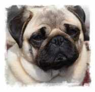 raevonpugs.com Raevon