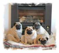 raevonpugs.com Raevon