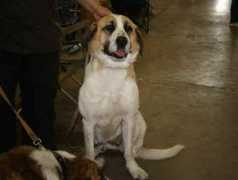 chien.ouest-atlantis.com Rafeiro