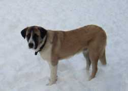 dogpage.info Rafeiro