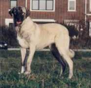 dogbreedinfo.com Rafeiro
