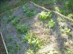 infojardin.com Rafelin