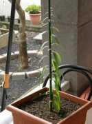 infojardin.com Rafelin