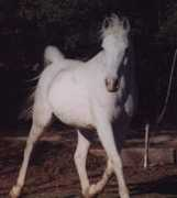 shootingstararabians.com Raffis