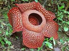 itsnature.org Rafflesia