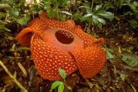 indahnesia.com Rafflesia