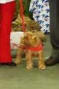 thedogschool.co.za Rafike