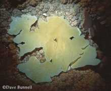 Rafts