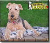 dogoftheday.com Raggamuffin
