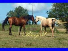elevagebluegold.free.fr Ragheeb