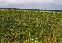 Ragi