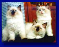 finragdolls.net Ragita
