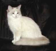 finragdolls.net Ragita