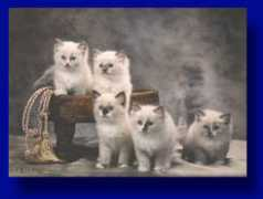 finragdolls.net Ragita
