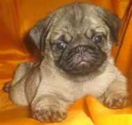 dogsindia.com Raguraman