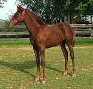 aerohillfarm.com Ragwa