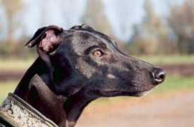 yankees-whippets.de Rahden