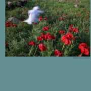 openshuttergallery.com Raheleh