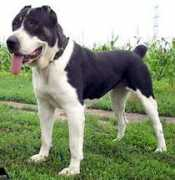 security-dog.org Rahile