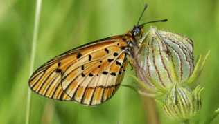 biodiversityexplorer.org Rahira