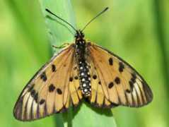 biodiversityexplorer.org Rahira