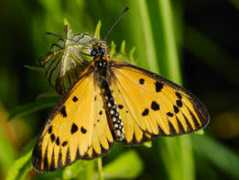 biodiversityexplorer.org Rahira