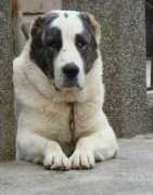 daur-don.security-dog.org Rahmet