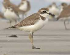 orientalbirdimages.org Raibag