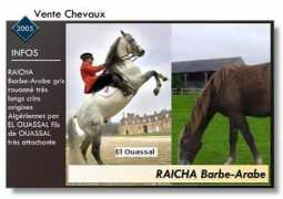 leharasbleu.perso.sfr.fr Raicha
