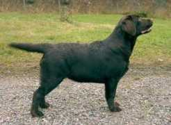 stenways.retriever.ru Railamaa