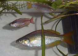 badmanstropicalfish.com Rainbow