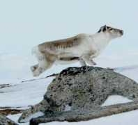 trekearth.com Raindeer