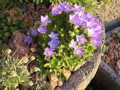 laporteavenuenursery.com Raineri