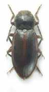 elateridae.com Rainieri
