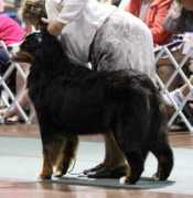 bernesemountaindogs.us Rainn