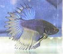 bcbetta.com Rainnier