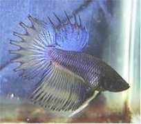 bcbetta.com Rainnier