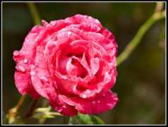 pixalo.com Rainrose